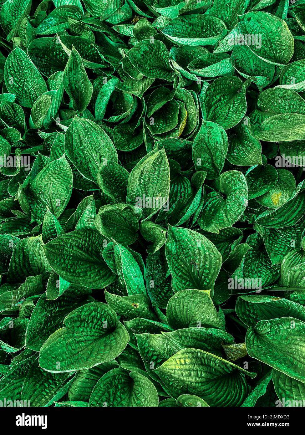 Grüne Pflanze Blätter Hintergrund, Draufsicht. Natur Stockfoto