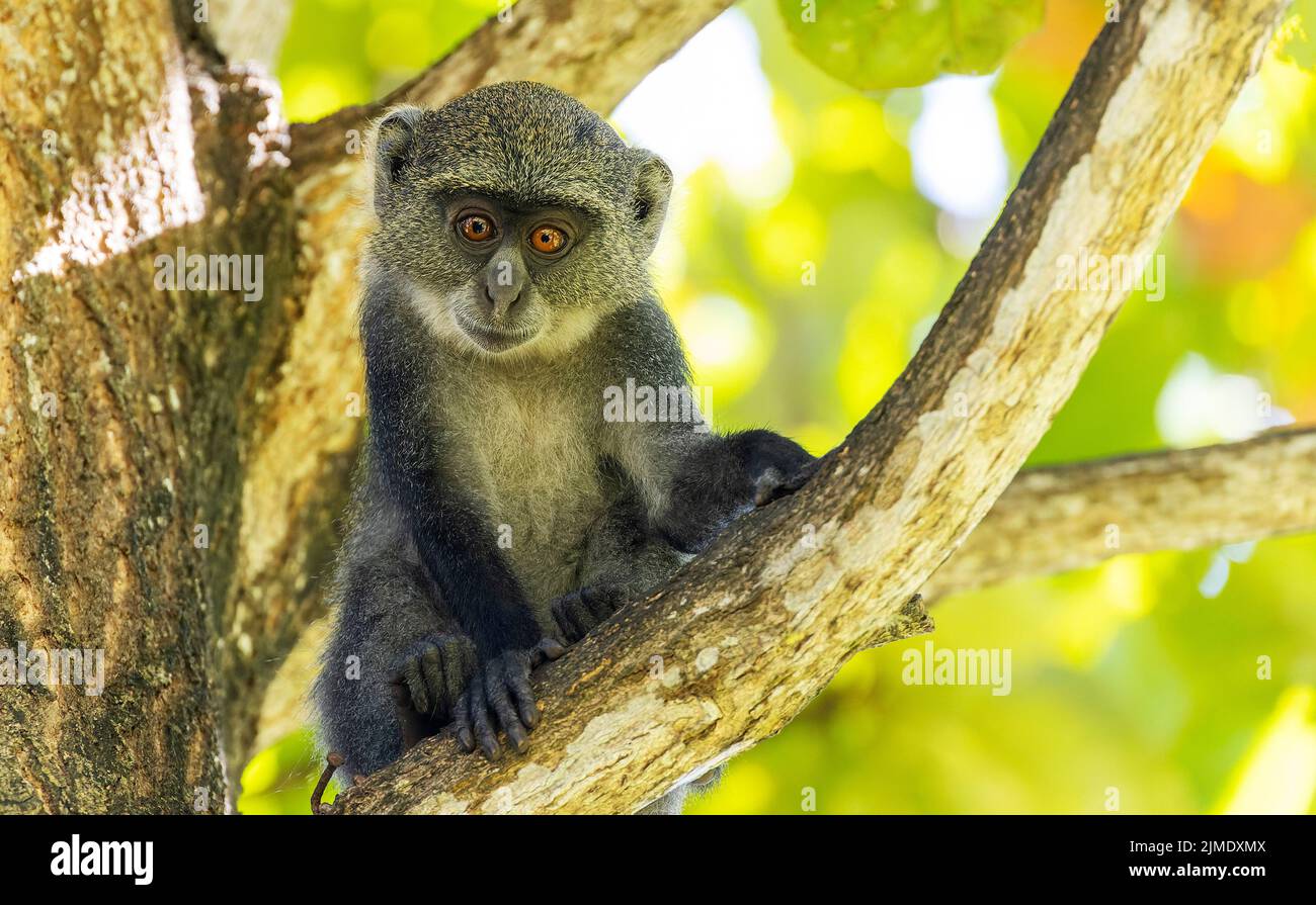 Weißkehliger Affe (Cercopithecus albogularis) in einem Baum, Kenia, Afrika Stockfoto