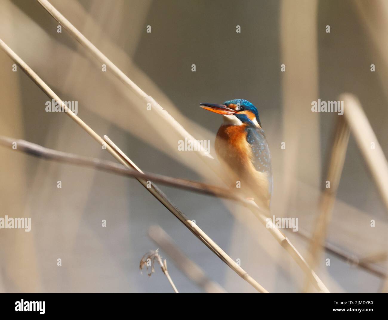 Ein gewöhnlicher Kingfischer (alcedo atthis) im Reed, Heilbronn, Deutschland Stockfoto