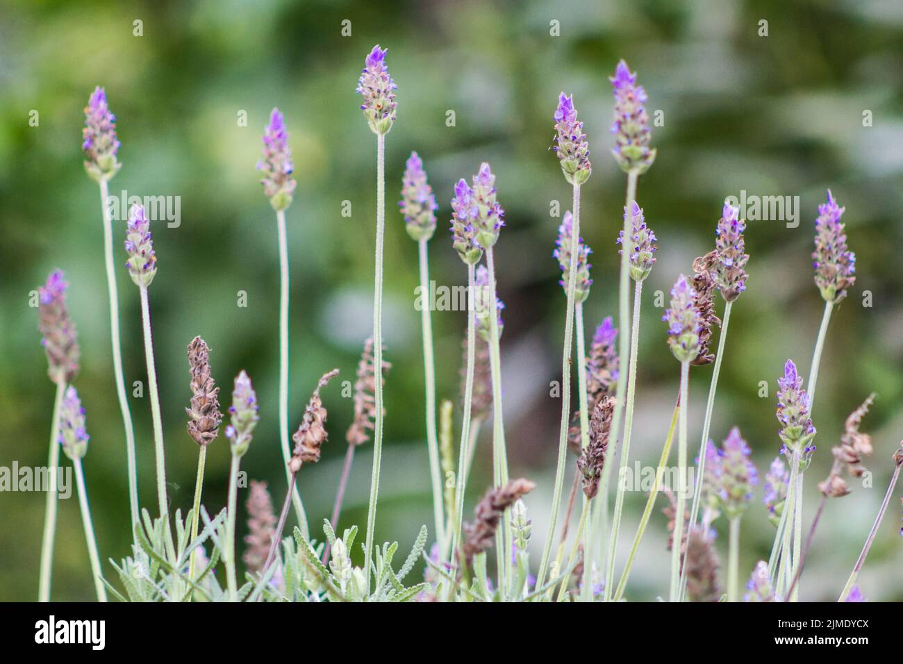 Nahaufnahme von Lavendel, die im Frühjahr in der Sonne im Garten blühen Stockfoto