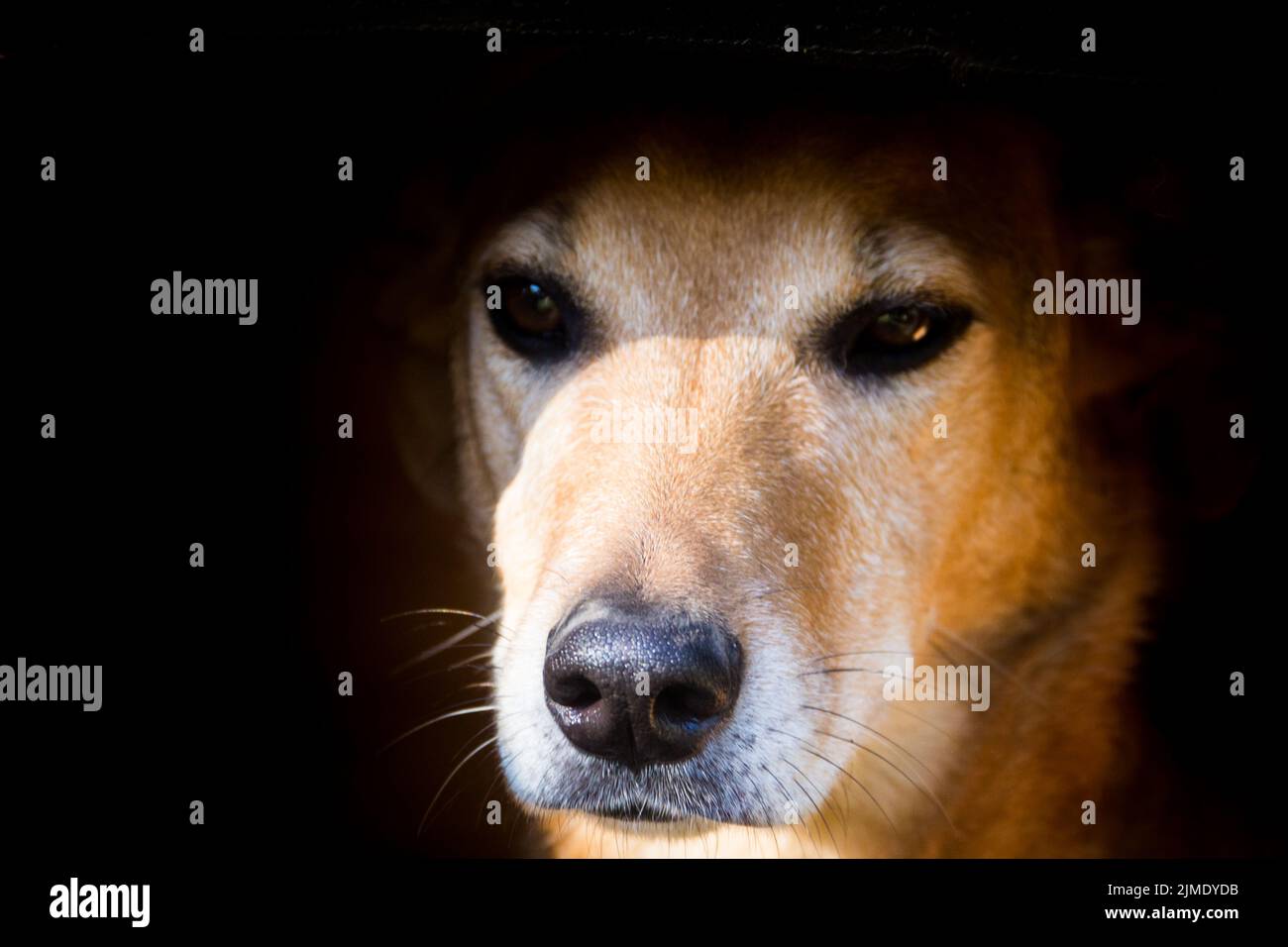 Porträt eines streunenden Hundes, der auf den Straßen unter Tiermissbrauch leidet Stockfoto