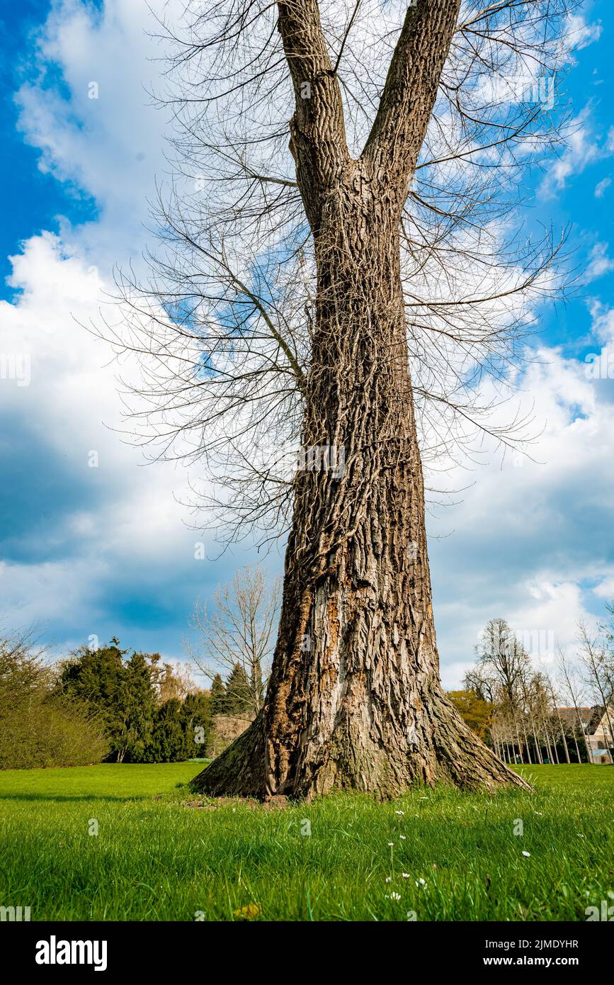 Ein einziger Baum, der alleine steht mit blauem Himmel und Gras. Stockfoto