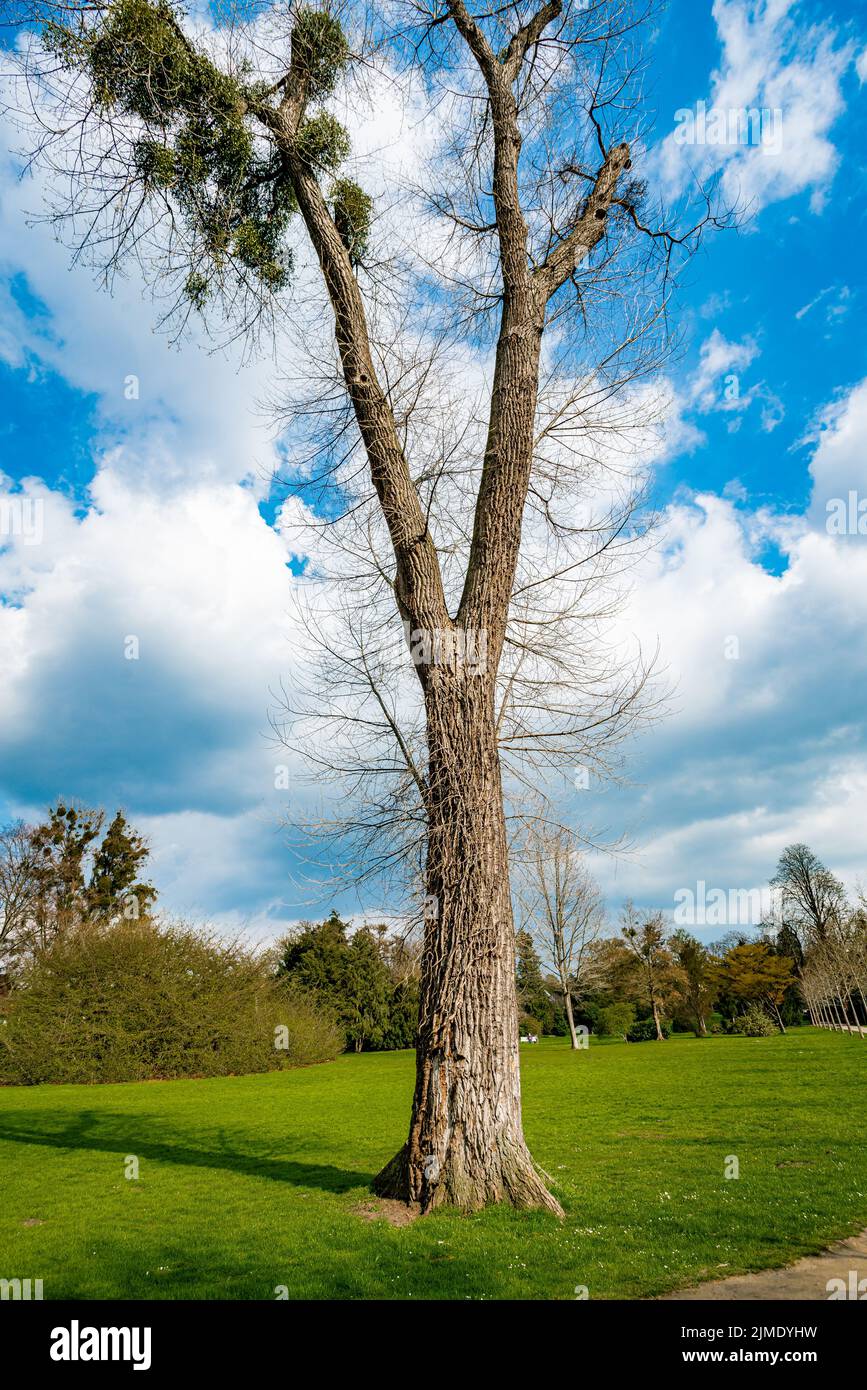 Ein einziger Baum, der alleine steht mit blauem Himmel und Gras. Stockfoto