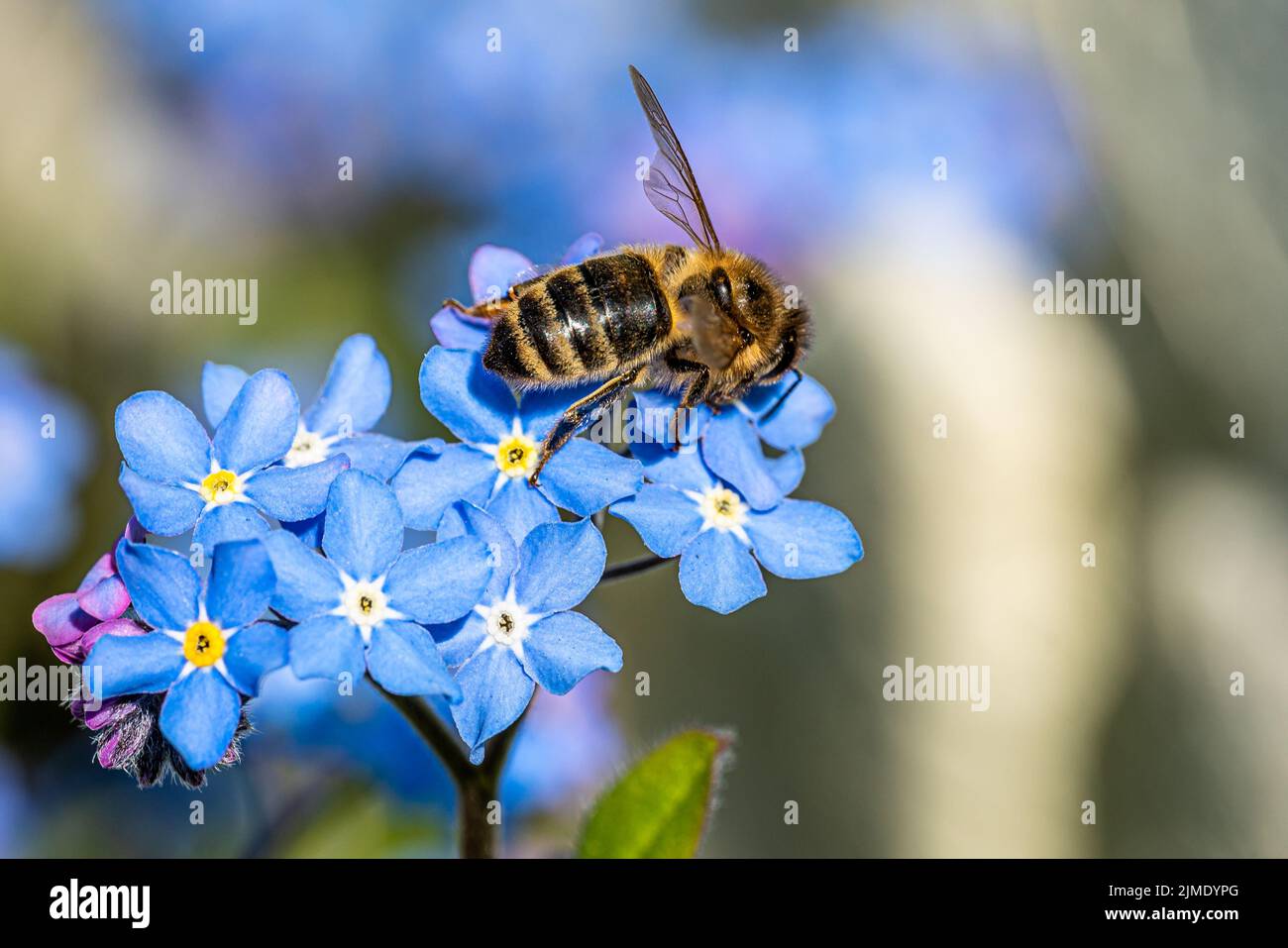 Biene auf einer Blume, die Pollen sammelt. Honigbiene sammelt Nektar aus Sommerblüten Stockfoto