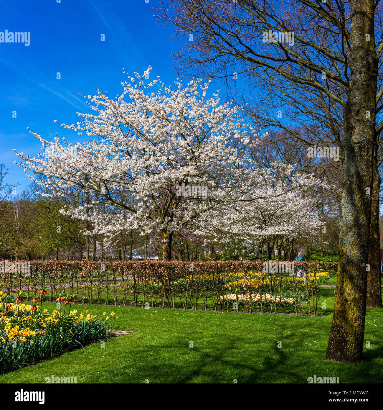 Wunderschöne Gartenblumen. Frühlingshintergrund Stockfoto