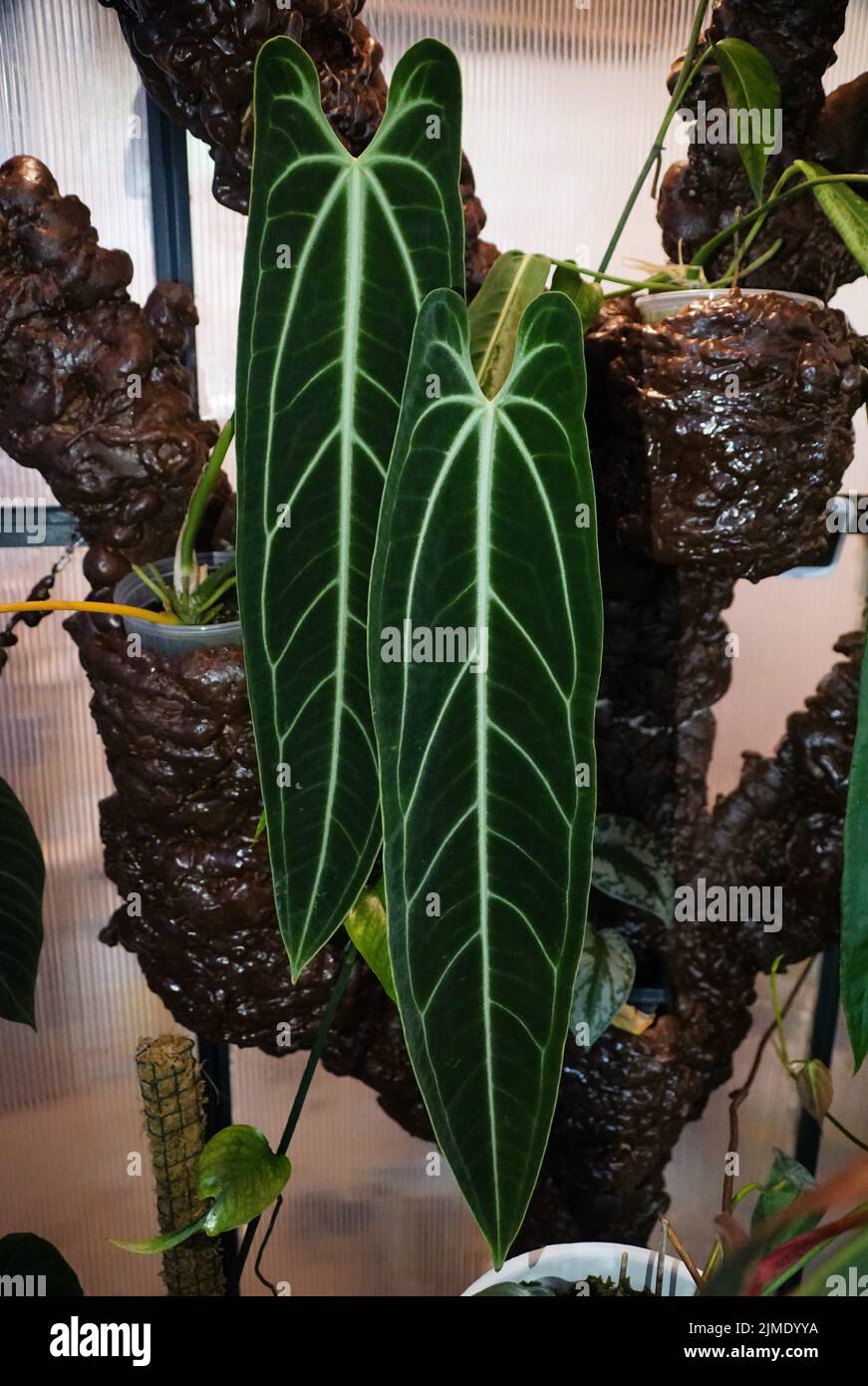 Anthurium warocqueanum Fotos und Bildmaterial in hoher Auflösung Alamy
