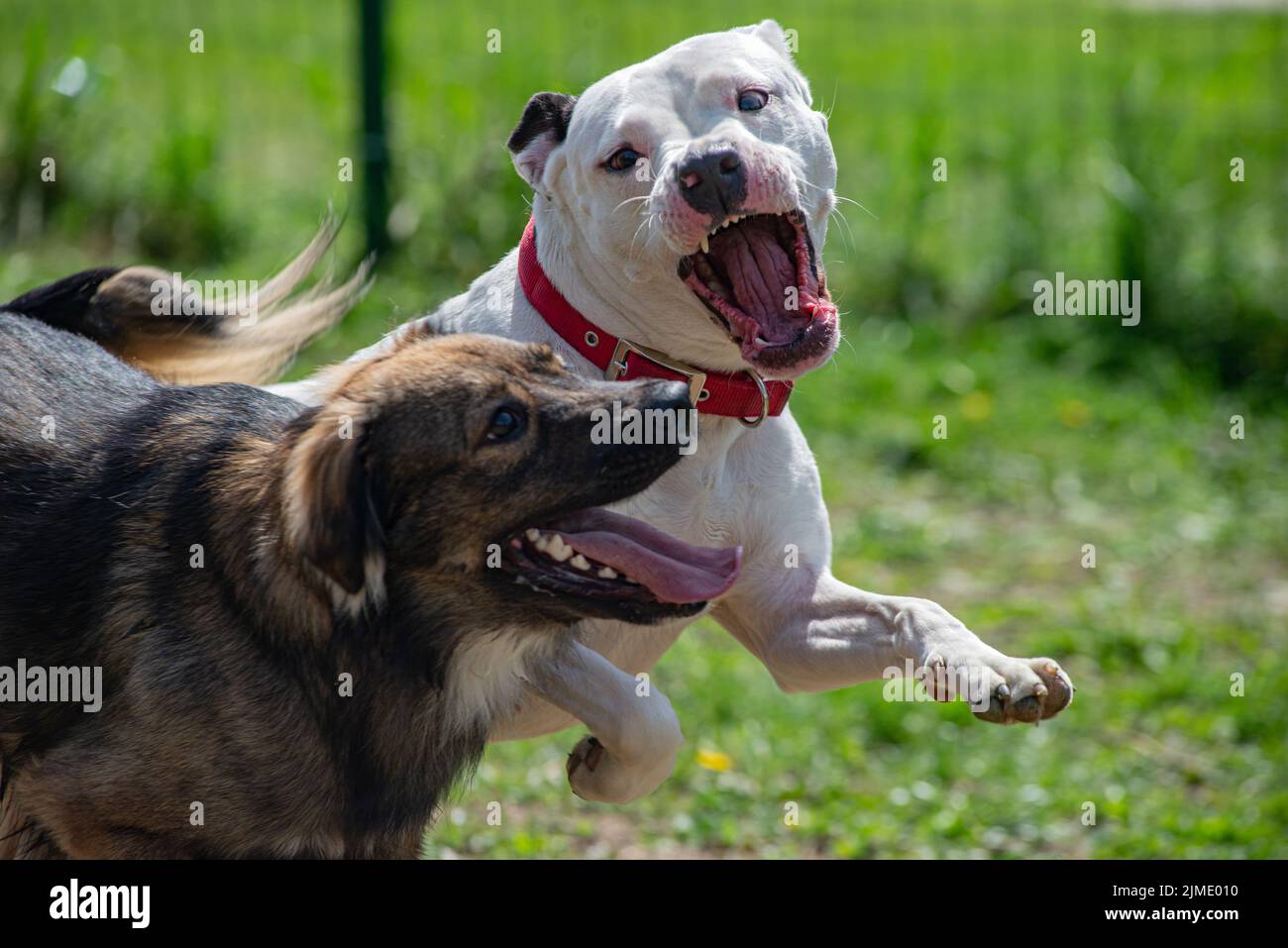 Hunde Kämpfen Spielende Zähne White Pitbull Attack Stockfoto