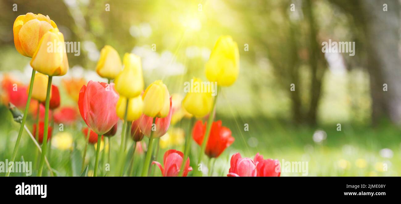 Tulpen Naturkonzept, Licht und Farben Stockfoto