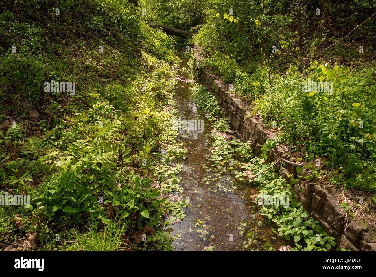 Forest Creek Wasserstraße mit Steinmauer grün Natur Hintergrund Stockfoto