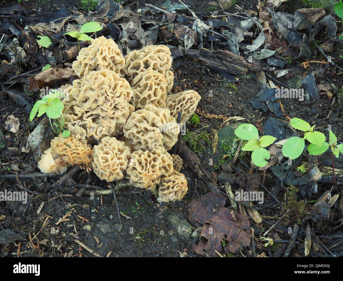 Echte morchellen, morchella esculenta, Stockfoto