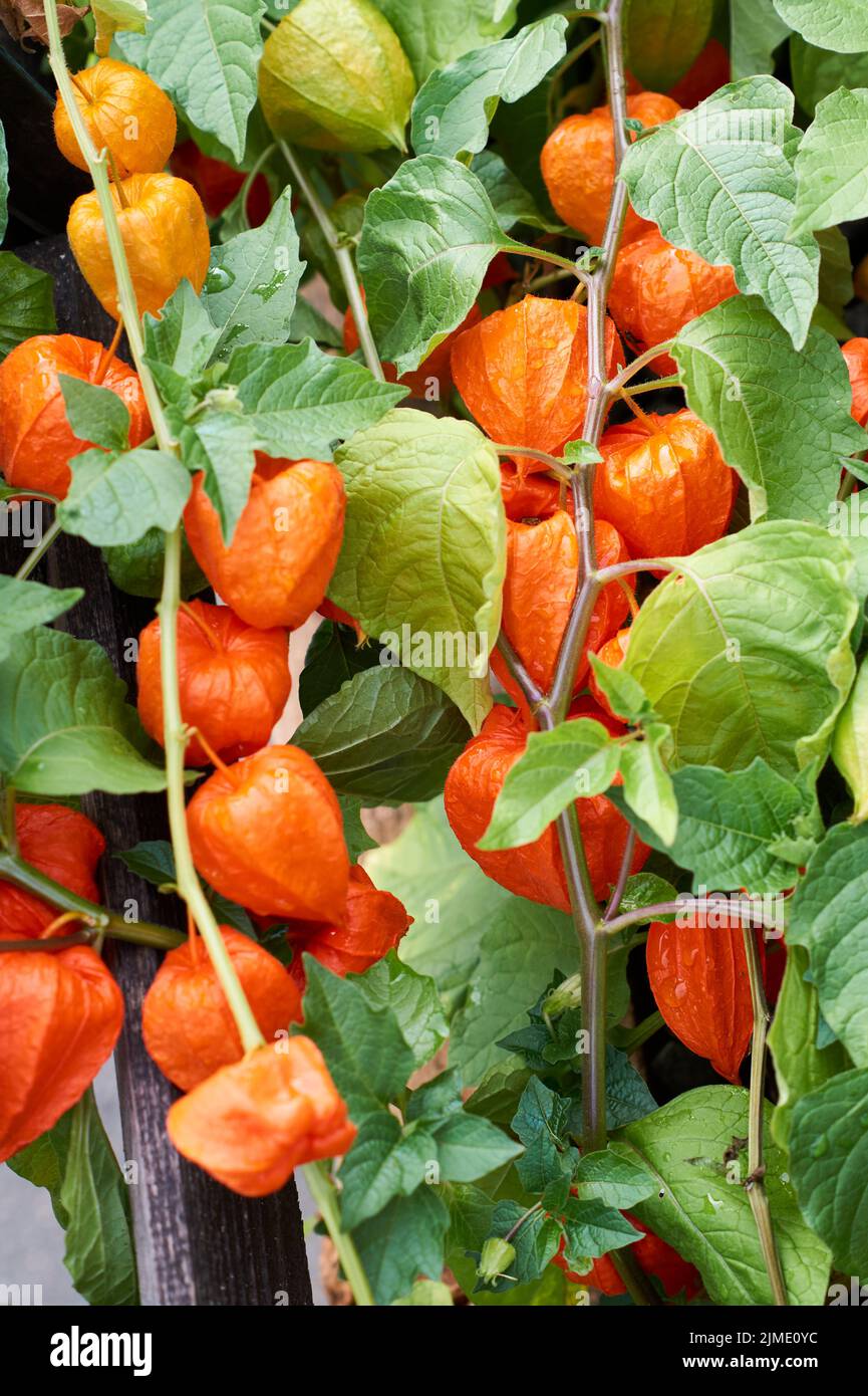 Die Beere der Physalis in der Red Shell auf dem Ast - Physalis rubro Stockfoto