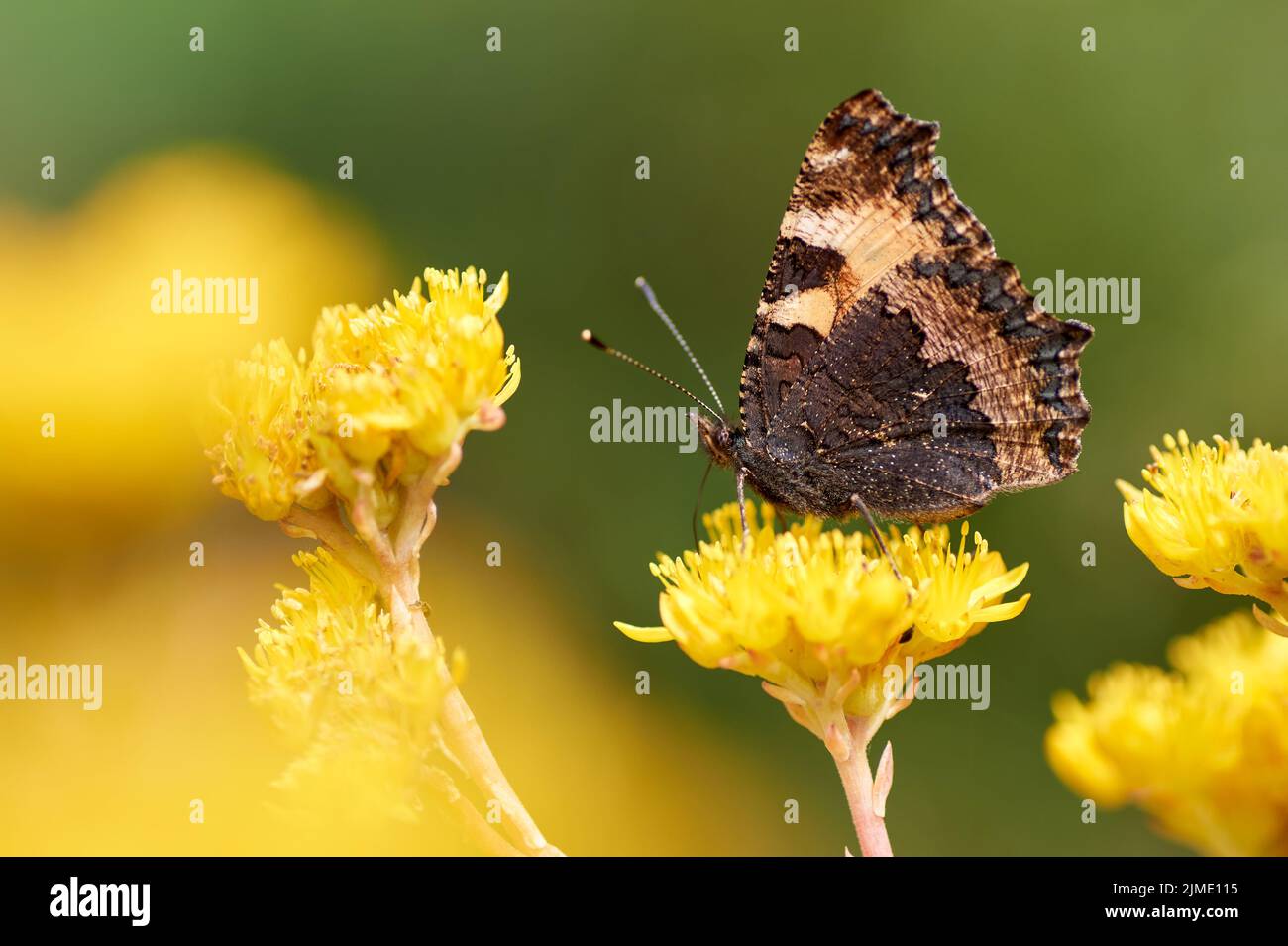 Heller, schöner Schmetterling mit Augen auf den Flügeln auf einer gelben Blume Stockfoto