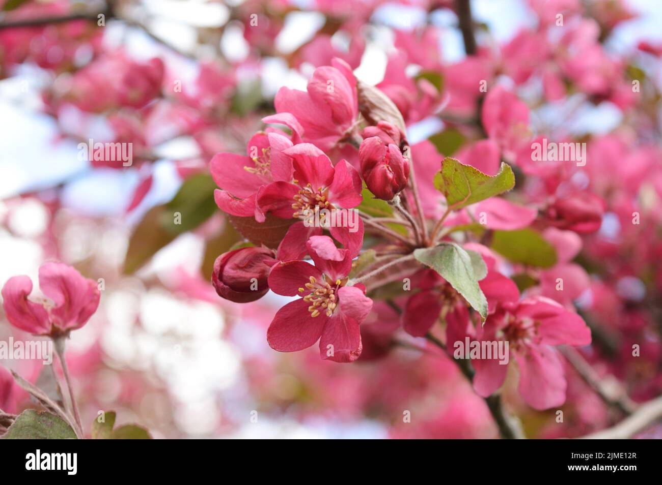 Frühling Kirschblüten Stockfoto