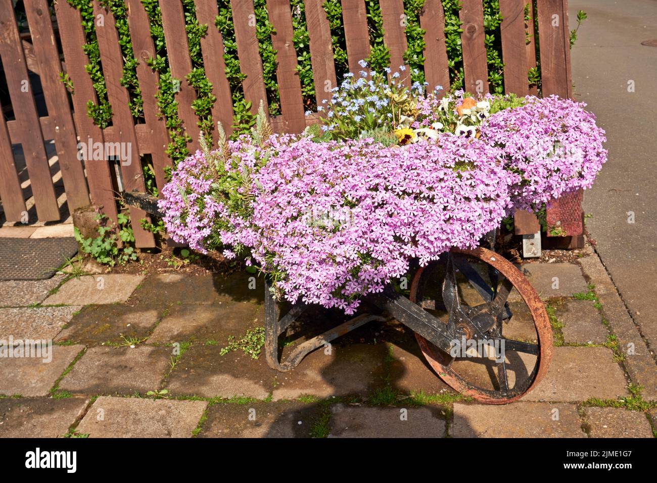 Blumen in einer alten roten Schubkarre aus Eisen. Stockfoto