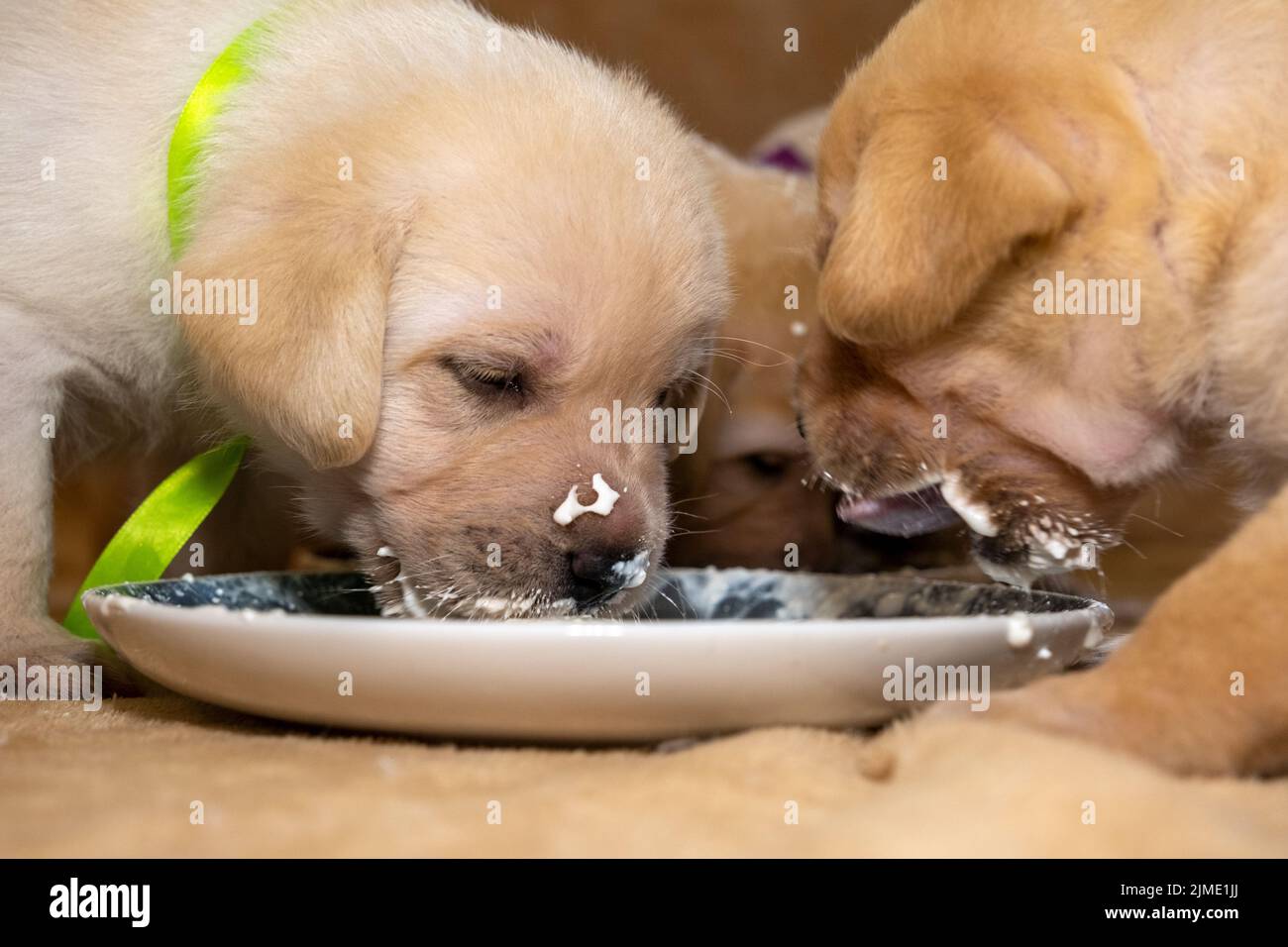 Labrador Welpen lernen zu essen Stockfoto
