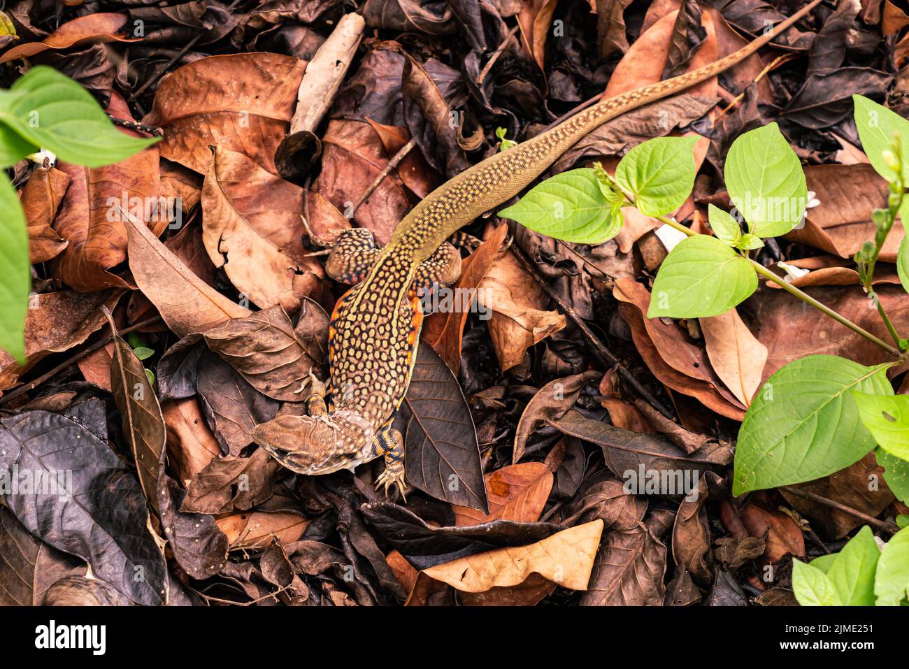 Draufsicht auf die Schmetterlingseidechse oder Leiolepis belliana. Stockfoto