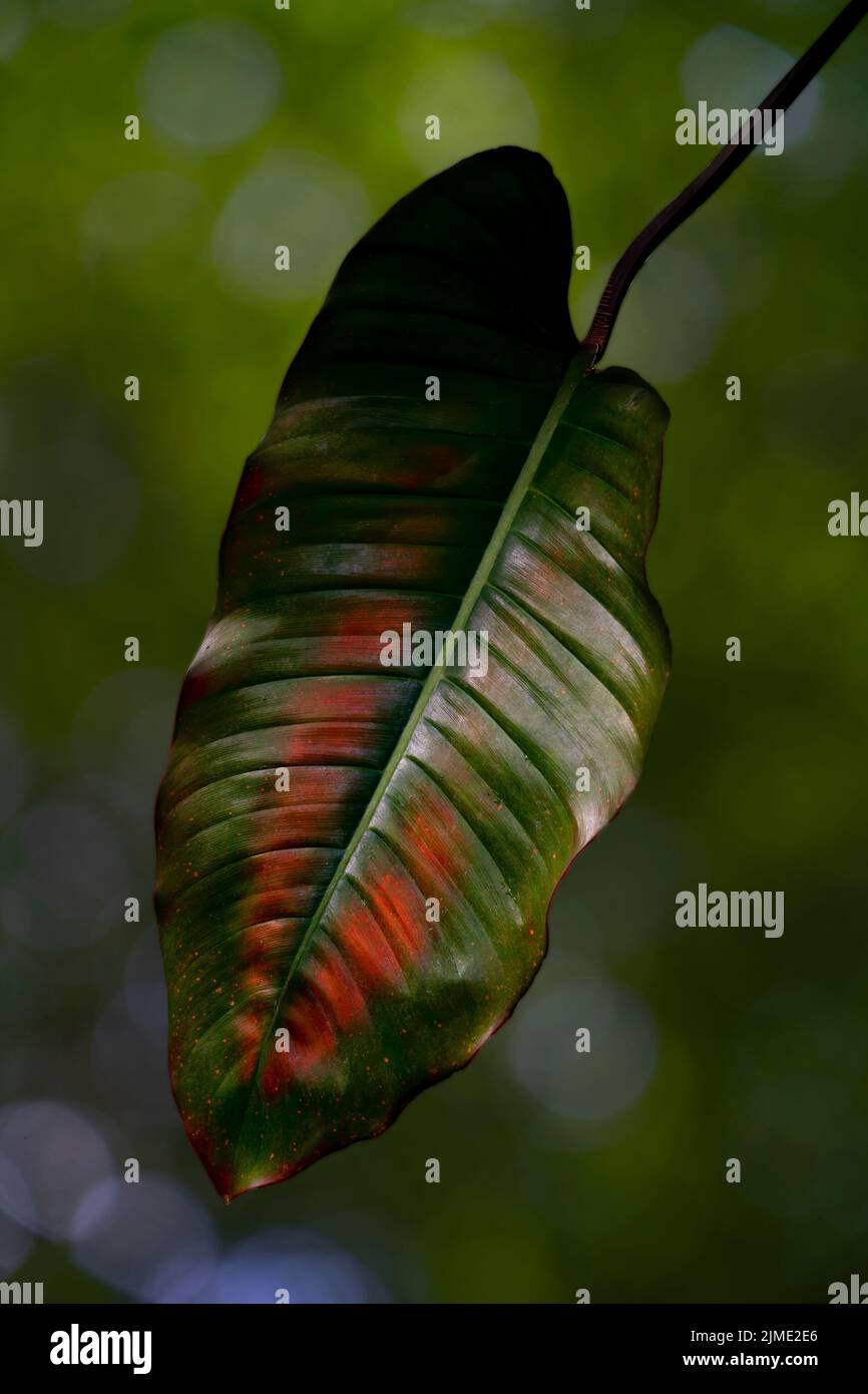 Nahaufnahme der Pflanze „One Leaf of Croton Petra“. Der botanische Name ist Codiaeum Variegatum. Stockfoto
