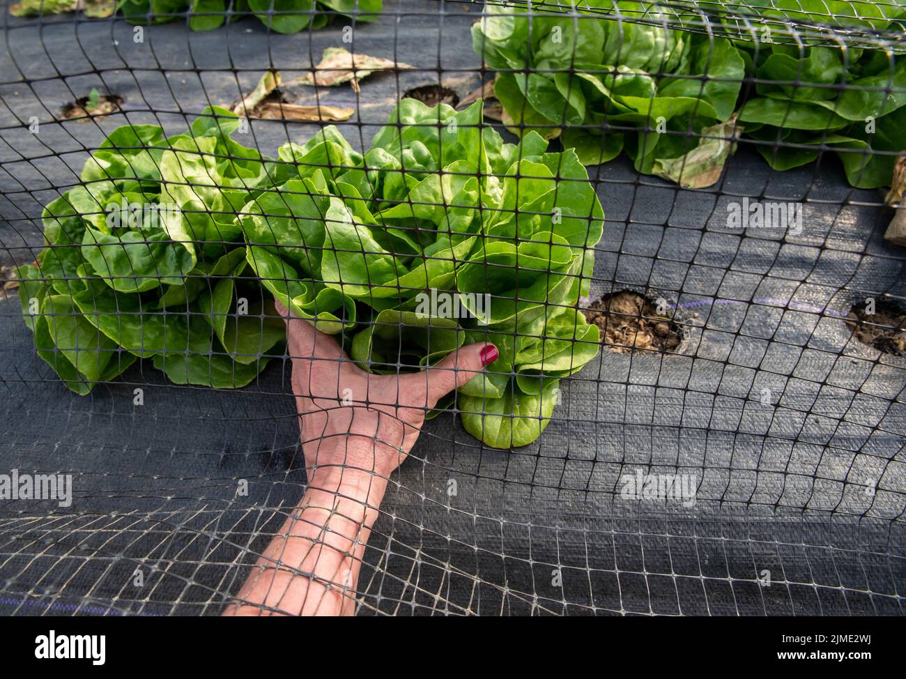 Hand mit rotem Nagellack reicht unter Gartennetz, um grünen Salat zu pflücken Stockfoto