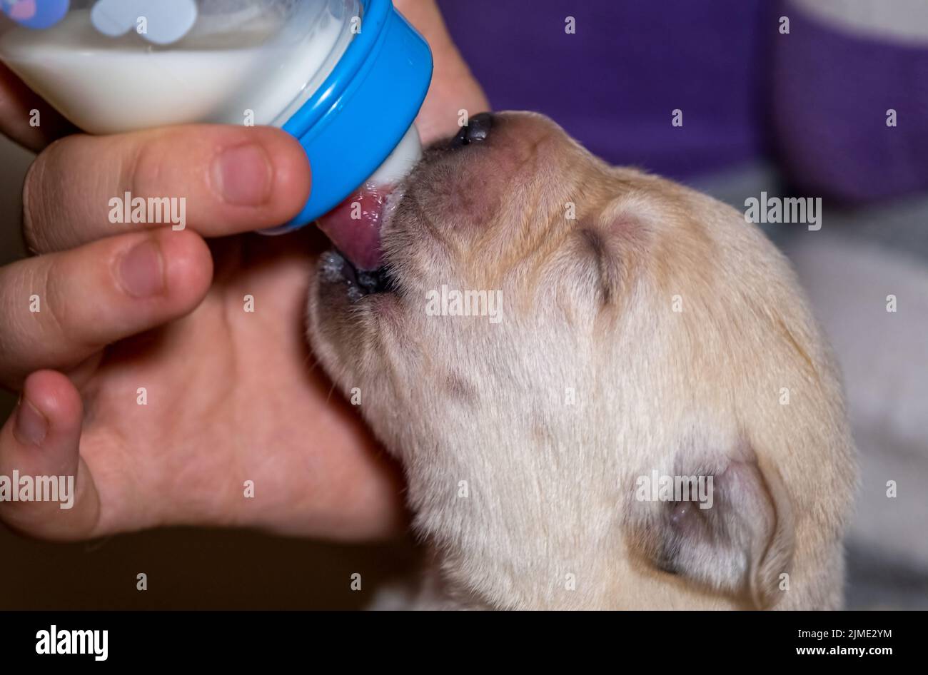 Labrador Welpe isst Milch aus der Flasche Stockfoto