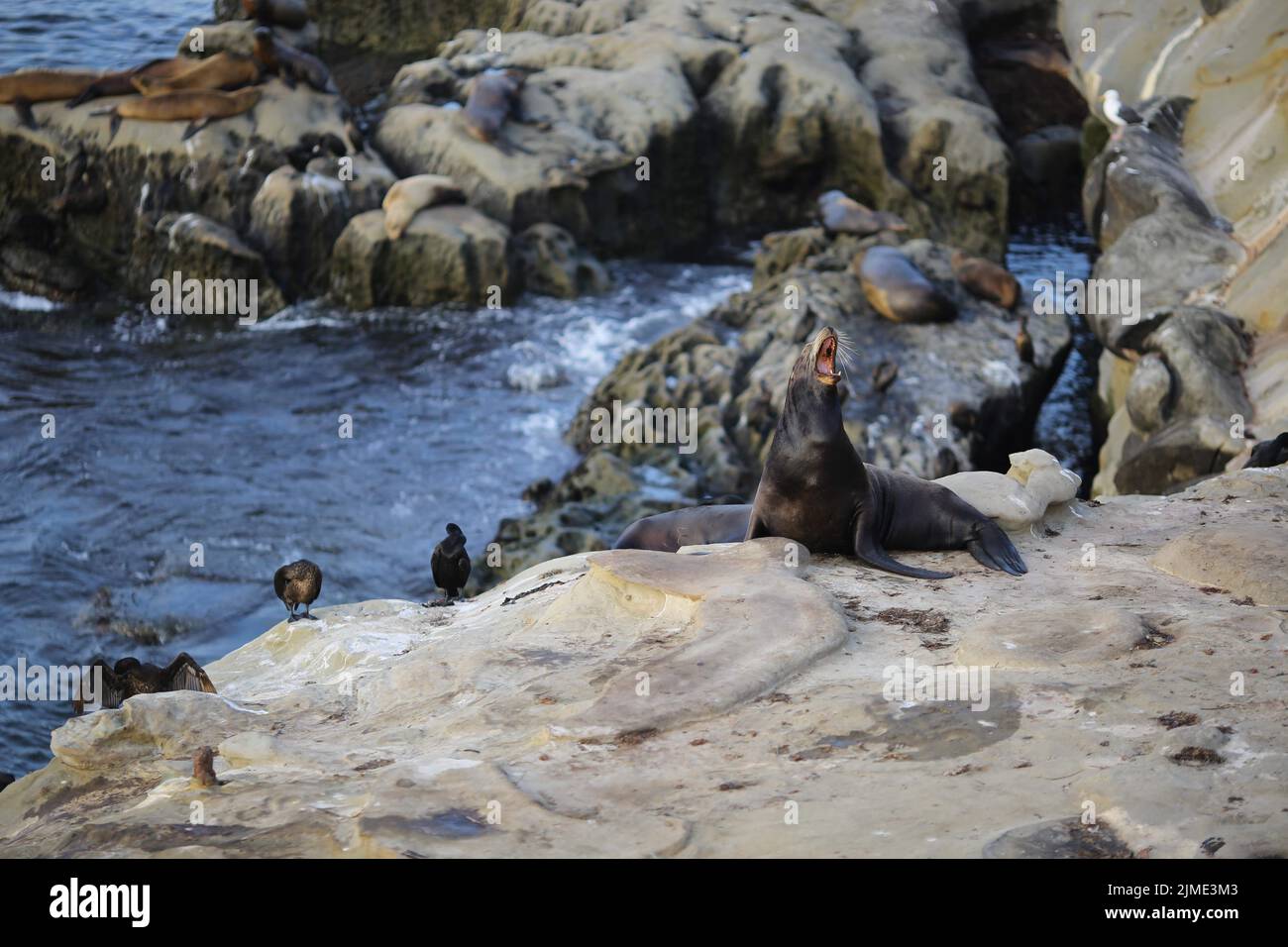 Die Seelöwen und Vögel an der Küste Stockfoto
