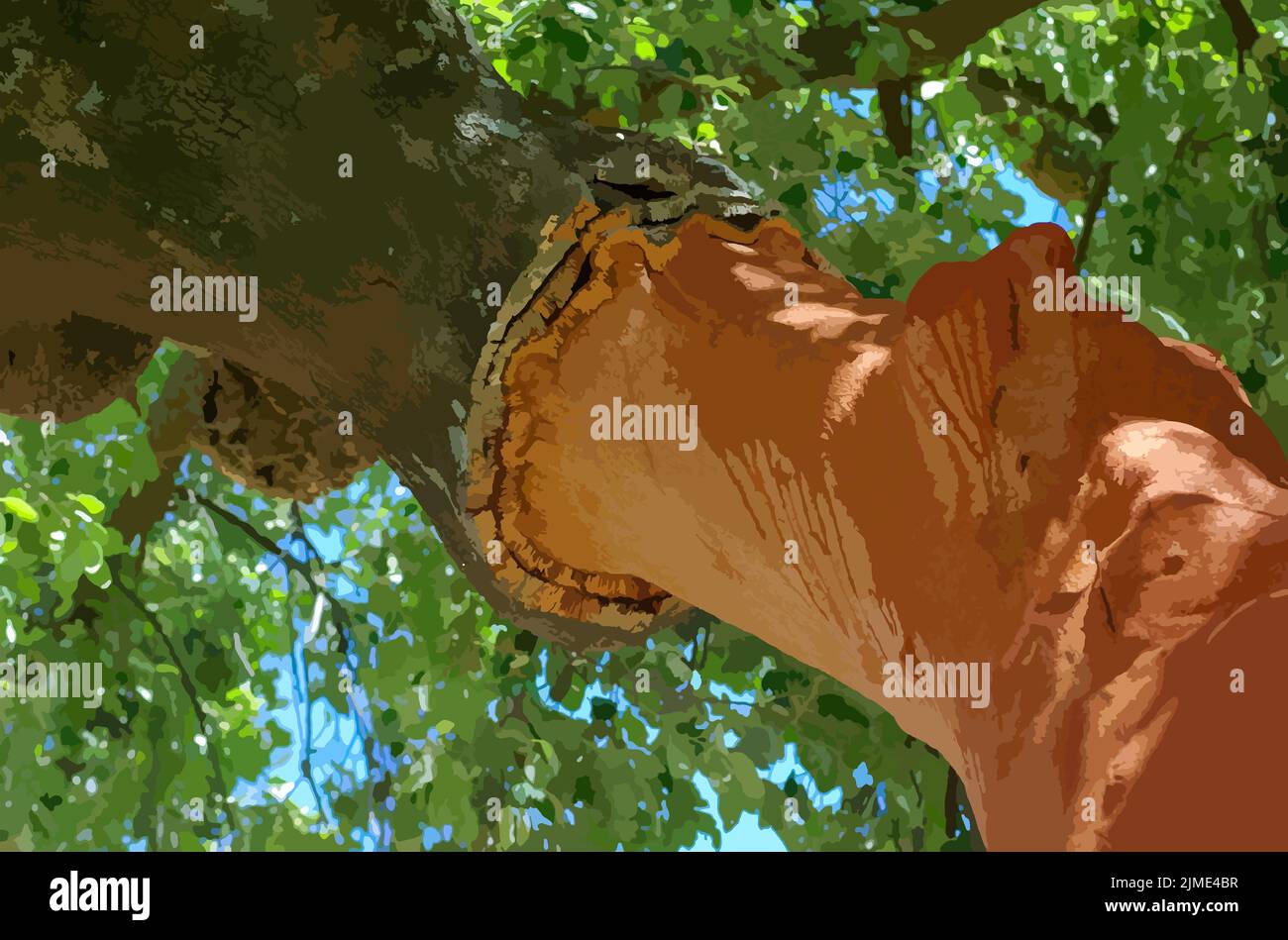 Vektor-Illustration von geerntetem Korkbaum mit geschnittener Rinde im Süden Portugals Stock Vektor