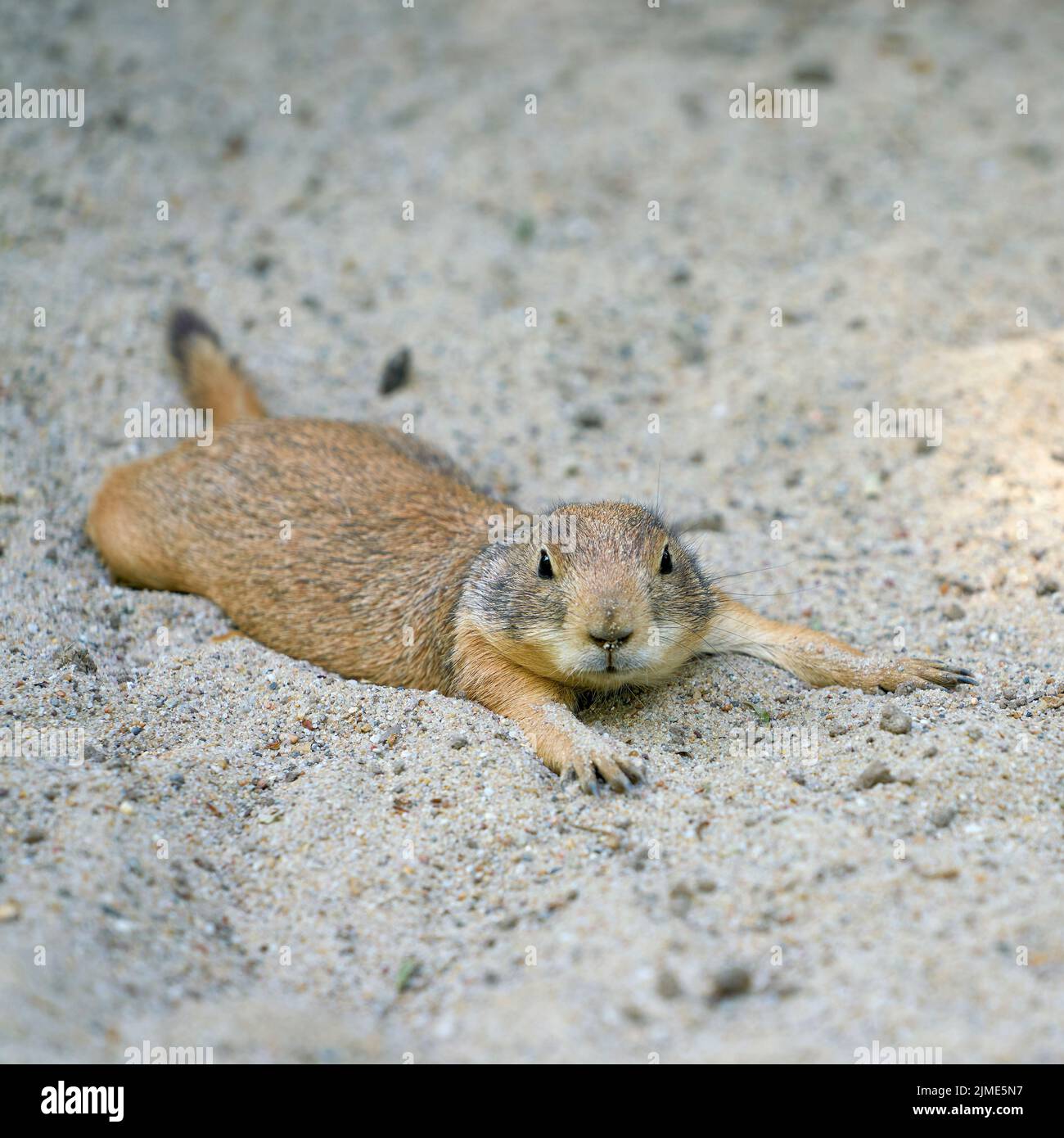 Schwarzschwanz-Präriehund (Cynomys ludovicianus) liegt im Sand und ruht an einem heißen Sommertag Stockfoto