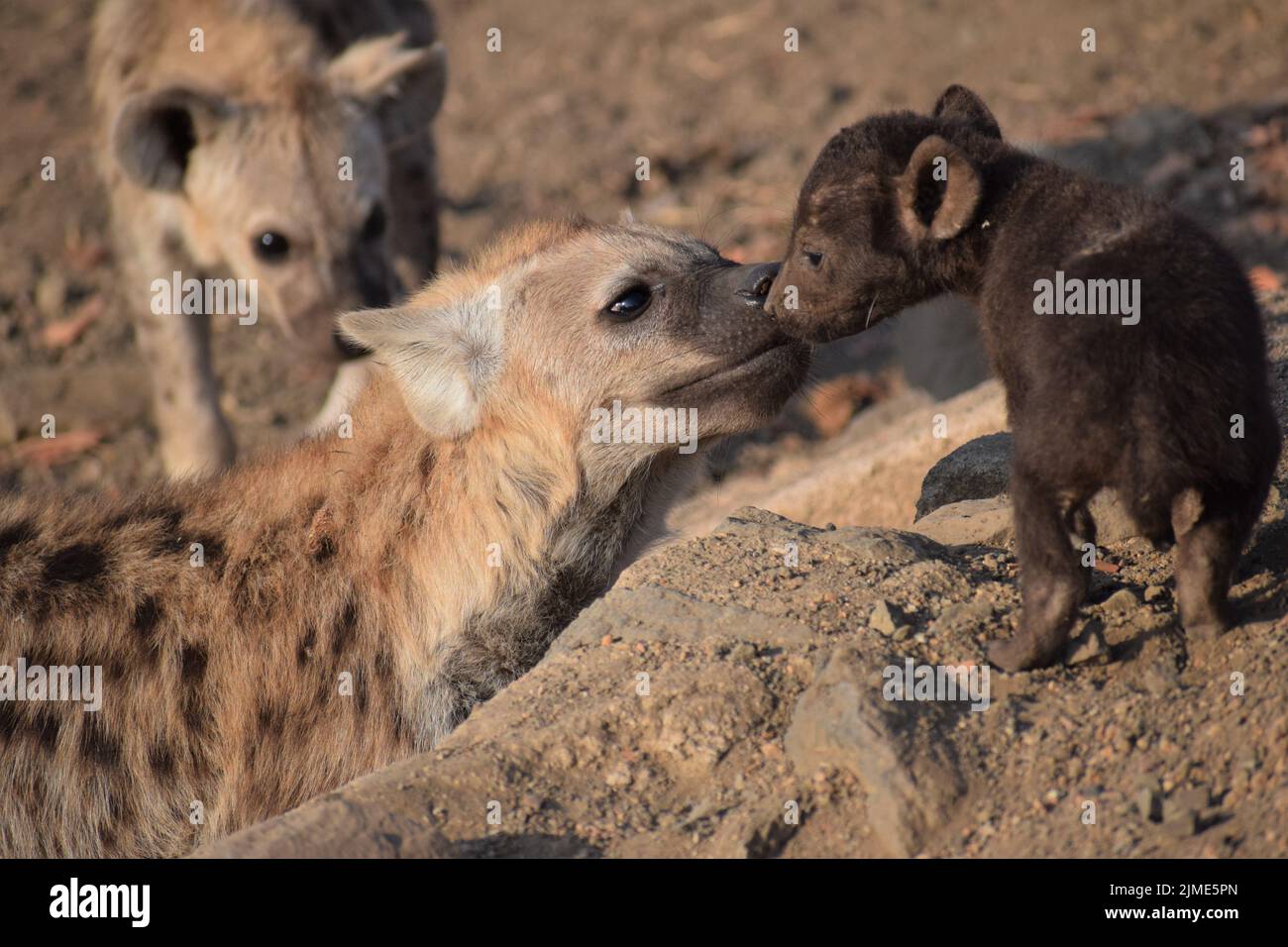 Junge gefleckte Hyäne stellt sich einem jüngeren Geschwister vor, der mit einem dunkelbraunen Mantel ganz anders aussieht. Ein anderer Bruder schaut neugierig zu. Stockfoto