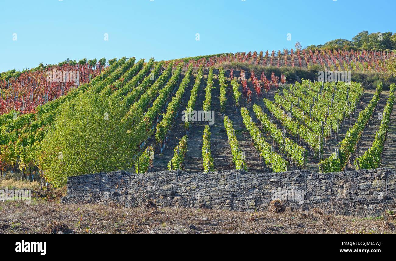 Ahrweiler, Weinberge Stockfoto