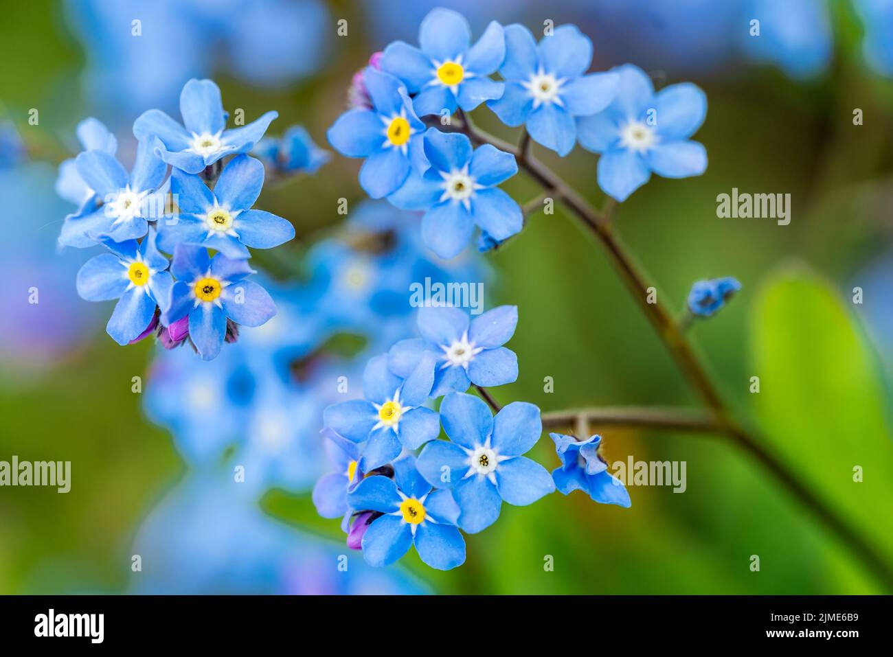 Myosotis alpestris oder Alpine Vergiss mich nicht Blumen Blumen Stockfoto