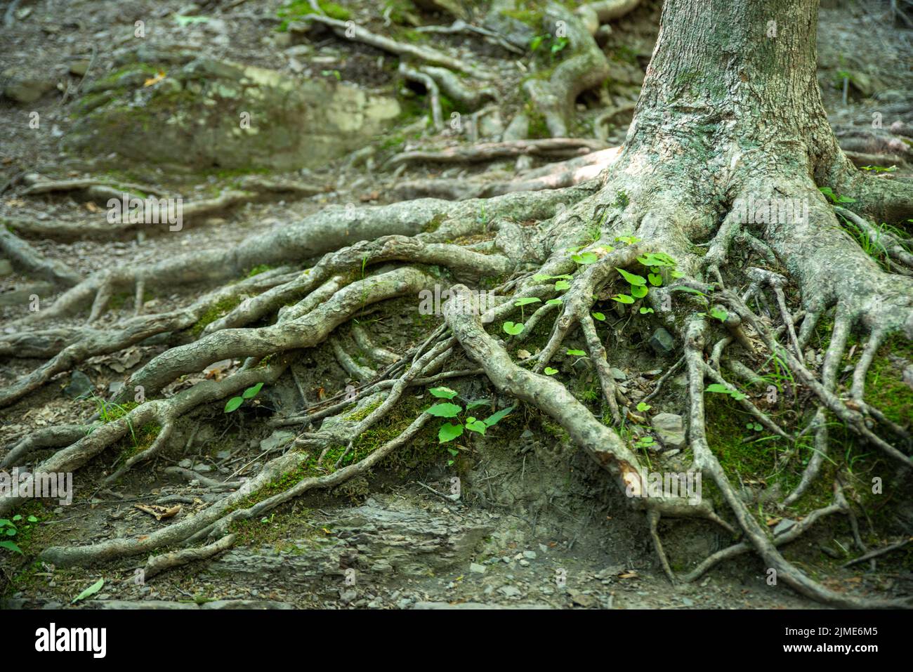 Knarrige Baumwurzeln breiten sich entlang des Waldbodens mit neuem grünen Wachstum und Moos aus Stockfoto