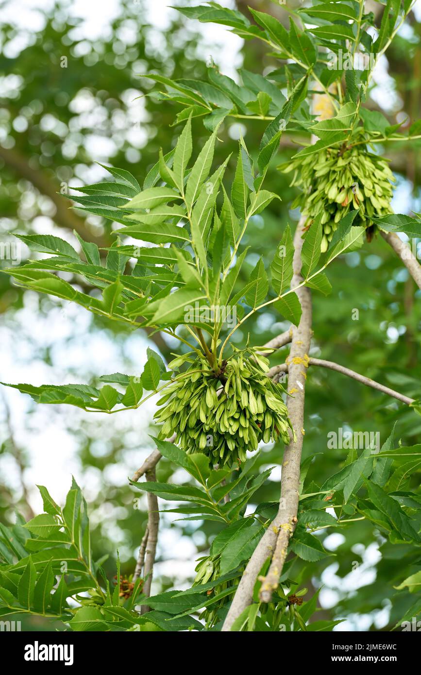 Infrakteszenz mit Samen einer gemeinen Esche (Fraxinus excelsior) im Sommer in einem Park in Deutschland Stockfoto