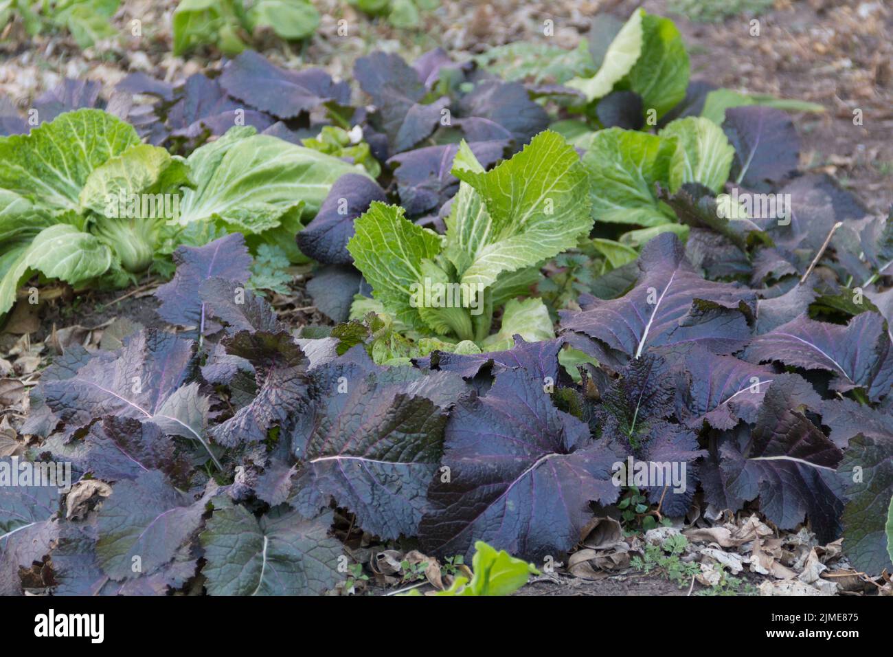 Pflanzen im gemischten Senfgarten Stockfoto