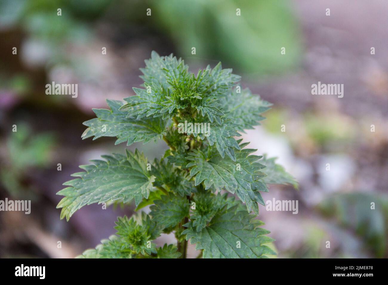 Wildnessel, die im Garten zum Tee angebaut wird Stockfoto
