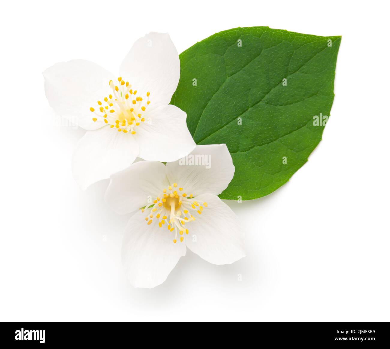 Jasmin Blumen Mit Blatt Isoliert Über Weiß Stockfoto