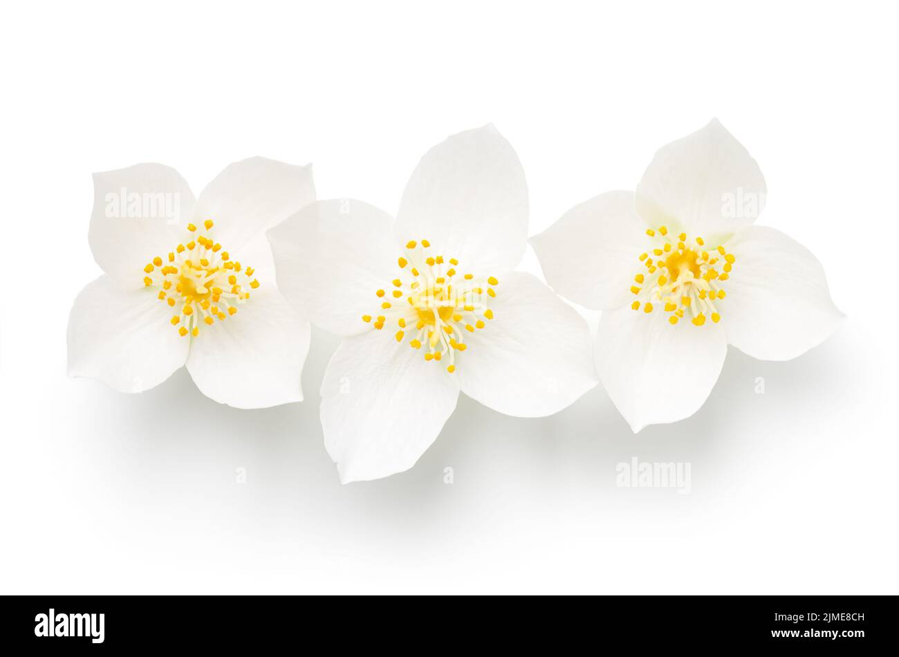 Jasmin Isoliert Über Weißem Hintergrund Drei Blumen Stockfoto