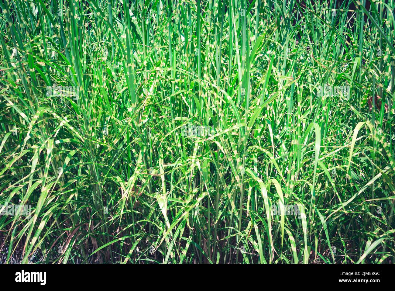 Green Grass Textur Hintergrund. Stockfoto