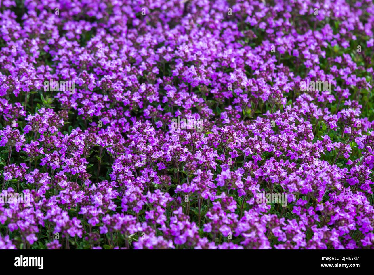 Thymus citriodorus, Zitrone Thymianblätter aus dem Kräutergarten Stockfoto