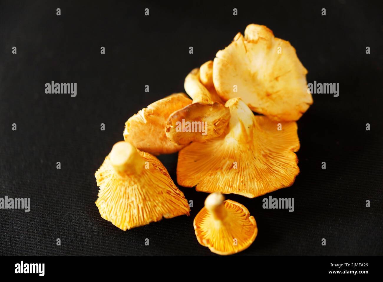 Pfifferlinge, Chanterelle Pilze auf einem Tisch Stockfoto