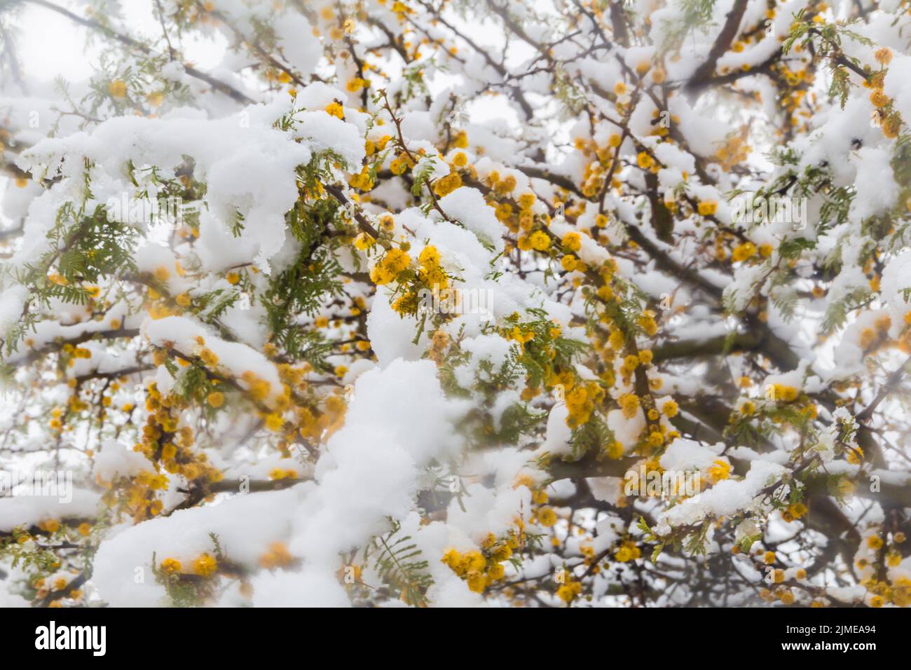 Zweig des Vachellia-Höhlenstrauch mit gelben, schneebedeckten Blüten Stockfoto