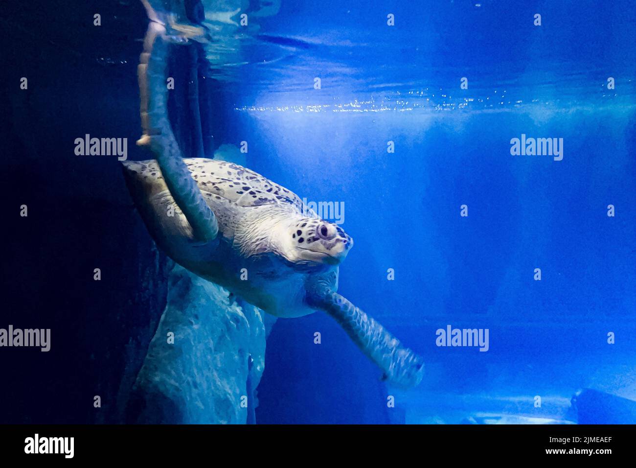 Freitag schwimmt die Grüne Schildkröte im National Marine Aquarium (NMA) in Plymouth an einem neu montierten Käfig im größten und tiefsten Tank Großbritanniens vorbei. Die Ausstellung für den Atlantischen Ozean ermöglicht es den Menschen, die Unterwasserwelt in einem Tank mit 2,5 Millionen Litern Wasser aus nächster Nähe zu betrachten. Bilddatum: Freitag, 5. August 2022. Stockfoto