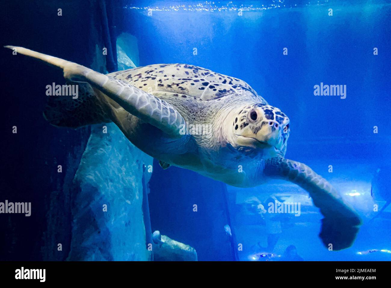 Freitag schwimmt die Grüne Schildkröte im National Marine Aquarium (NMA) in Plymouth an einem neu montierten Käfig im größten und tiefsten Tank Großbritanniens vorbei. Die Ausstellung für den Atlantischen Ozean ermöglicht es den Menschen, die Unterwasserwelt in einem Tank mit 2,5 Millionen Litern Wasser aus nächster Nähe zu betrachten. Bilddatum: Freitag, 5. August 2022. Stockfoto