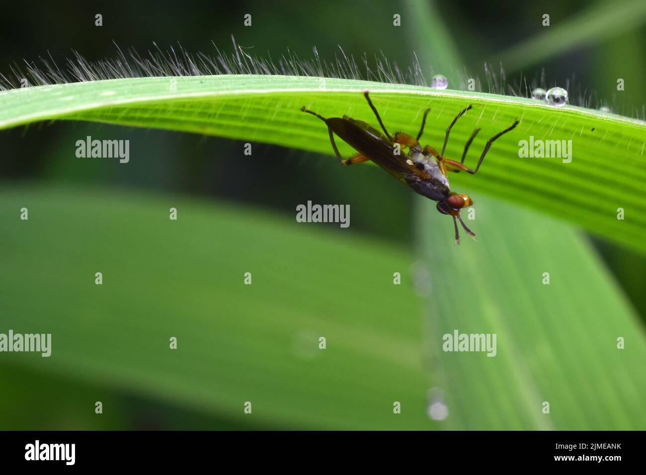 Eine langbeinige Fliege, die kopfüber unter grünem Gras thront. Stockfoto