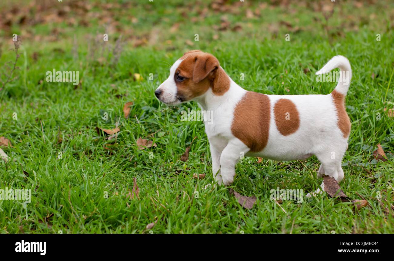 Welpen Jack russell auf dem grünen Gras. Stockfoto