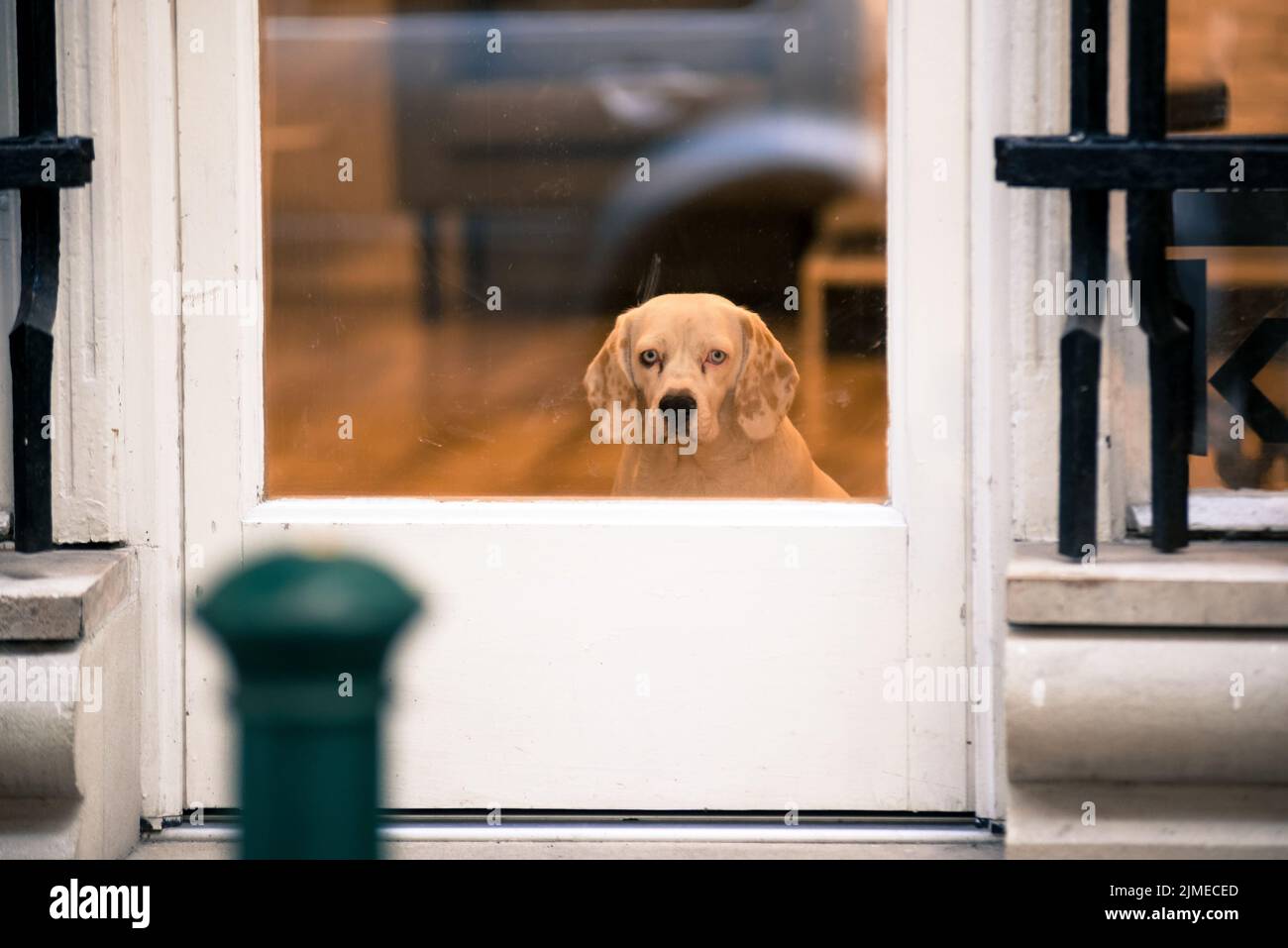 Hund blickt hinter einer Glastür hinaus Stockfoto