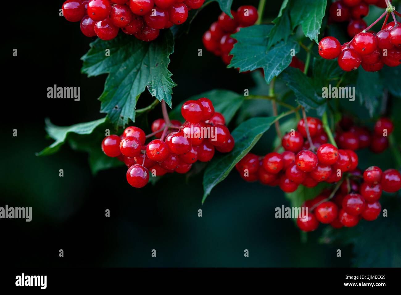 Rote Beeren von europäischem Cranberrybusch oder Guelder Rose (Viburnum opulus) Stockfoto