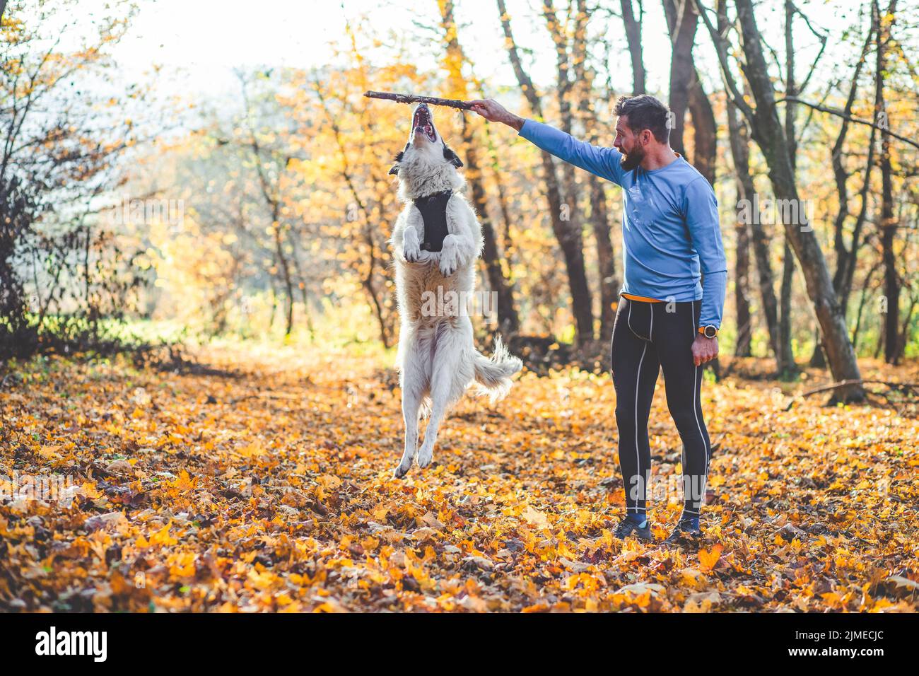 Fröhlicher Hund und Mann, der im Herbstwald spielt Stockfoto