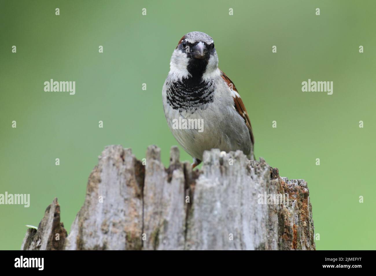 Haussperling, männlich Stockfoto