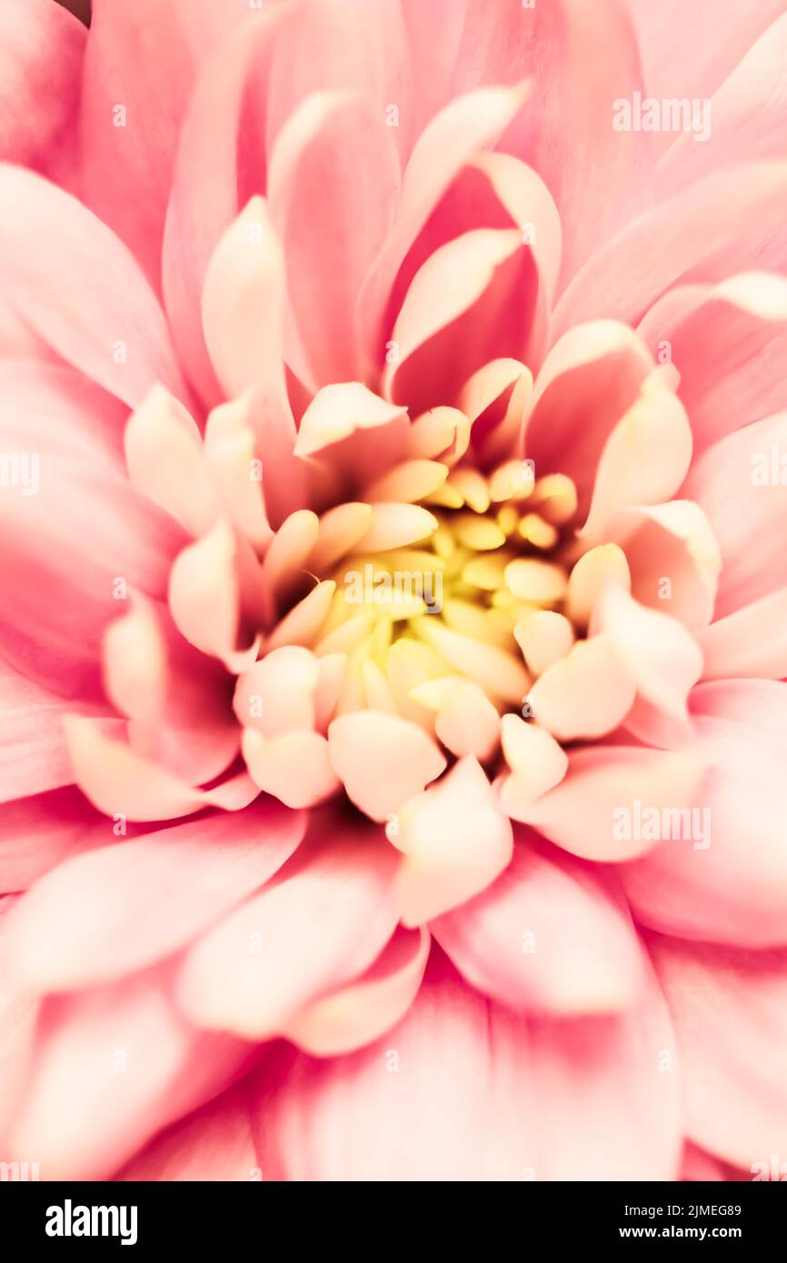 Abstrakt floralen Hintergrund, rosa Chrysantheme Blume. Makro Blumen Hintergrund für Urlaub Marke Design Stockfoto