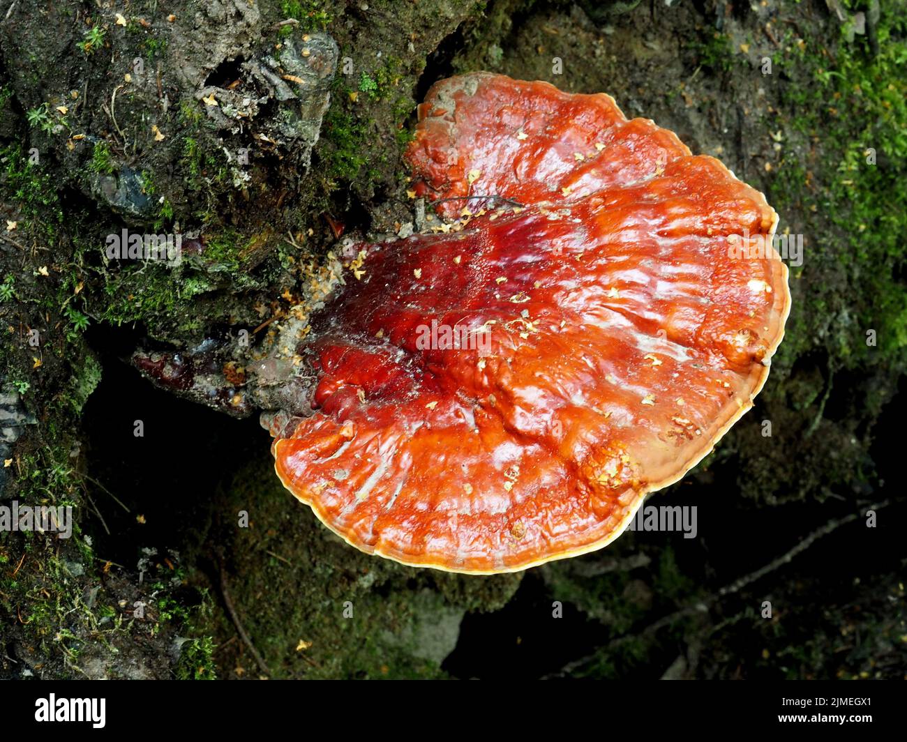 Ganoderma lingzhi, Ganoderma lucidum Stockfoto