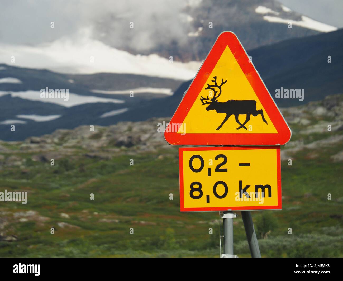 Rentier überqueren in Schwedisch Lappland Stockfoto